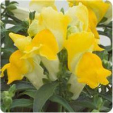 Львиный зев - Floral Showers: Yellow