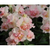Левовий зів Twinny Appleblossom, 100 шт, Hem Genetics