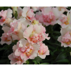 Левовий зів Twinny Appleblossom, 100 шт, Hem Genetics