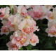 Левовий зів Twinny Appleblossom, 1000 шт, Hem Genetics