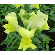 Левовий зів Snappy Yellow, 100 шт, Hem Genetics