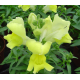 Левовий зів Snappy Yellow, 1000 шт, Hem Genetics