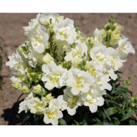 Левовий зів Twinny White, 1000 шт, Hem Genetics