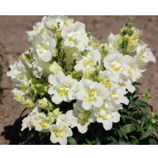 Левовий зів Twinny White, 100 шт, Hem Genetics