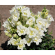 Левовий зів Twinny White, 1000 шт, Hem Genetics