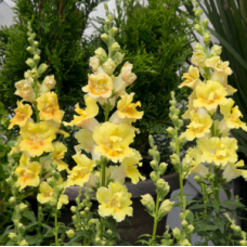 Левиний зев Twinny Yellow shades, 1000 шт, Hem Genetics