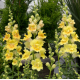 Левиний зев Twinny Yellow shades, 100 шт, Hem Genetics