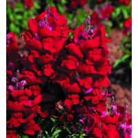 Левовий зів - Snaptini Red, 500 шт, Syngenta 