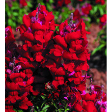 Левовий зів - Snaptini Red, 500 шт, Syngenta 