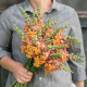 Левовий зів Opus™III Early Bronze, 500 шт, Syngenta