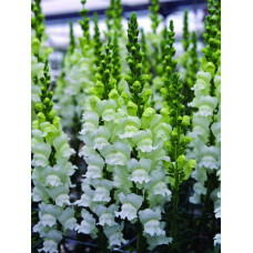 Левовий зів - Opus III/IV™ F1 Fresh White, 100 шт, Syngenta 
