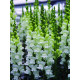 Левовий зів - Opus III/IV™ F1 Fresh White, 1000 шт, Syngenta