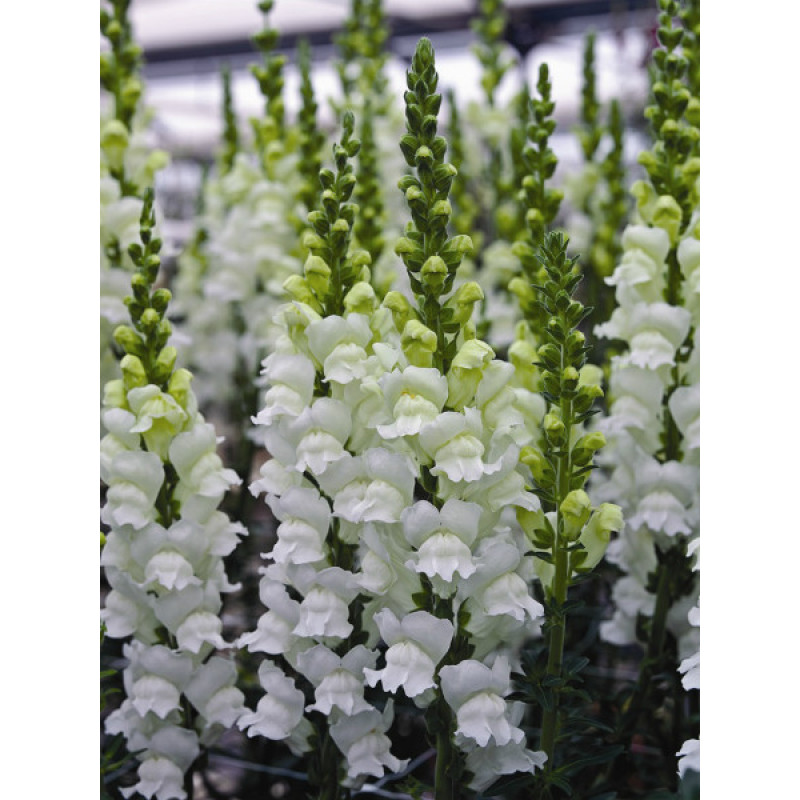 Левовий зів - Opus III/IV™ F1 Fresh White, 100 шт, Syngenta