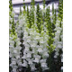 Левовий зів - Opus III/IV™ F1 Fresh White, 100 шт, Syngenta