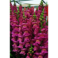 Левовий зів - Opus III/IV™ F1 Lavender, 100 шт, Syngenta 