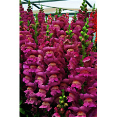 Левовий зів - Opus III/IV™ F1 Lavender, 100 шт, Syngenta 