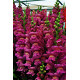 Левовий зів - Opus III/IV™ F1 Lavender, 1000 шт, Syngenta