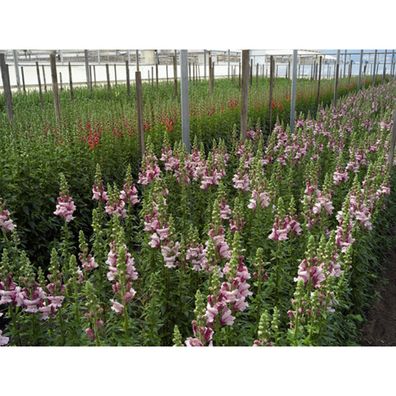 Левовий зів - Opus III/IV™ F1 Lavender, 100 шт, Syngenta