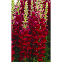 Левовий зів - Opus™III/IV Red, 100 шт, Syngenta 