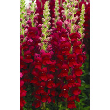 Левовий зів - Opus™III/IV Red, 100 шт, Syngenta 