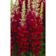 Левовий зів - Opus™III/IV Red, 100 шт, Syngenta