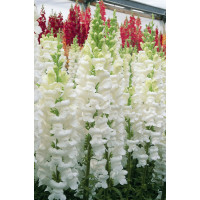 Левовий зів - Opus III/IV™ F1 Early White, 100 шт, Syngenta 
