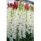 Левовий зів - Opus III/IV™ F1 White, 1000 шт, Syngenta