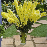 Левовий зів - Opus™III/IV Yellow, 100  шт, Syngenta