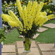 Левовий зів - Opus™III/IV Yellow, 1000 шт, Syngenta