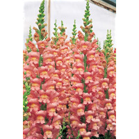 Левовий зів  - Overture II™ F1 Pink, 500 шт, Syngenta 