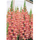 Левовий зів  - Overture II™ F1 Pink, 500 шт, Syngenta