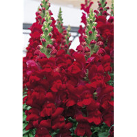 Левовий зів - Overture II™ F1 Red, 100 шт, Syngenta 