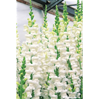 Левиний зев - Overture II™ F1 White, 500 шт, Syngenta 