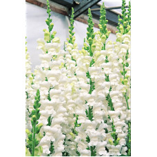 Левиний зев - Overture II™ F1 White, 100 шт, Syngenta 