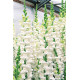 Левиний зев - Overture II™ F1 White, 500 шт, Syngenta