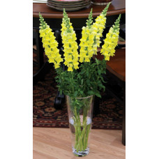 Левовий зів - Overture II™ F1 Yellow, 100 шт, Syngenta 