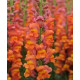 Левиний зев - Overture II™ F1 Orange, 100 шт, Syngenta