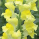 Левовий зів POTOMAC® F1 YELLOW 3,4, 100 шт, PanAmerican