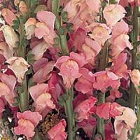 Левовий зів - POTOMAC® F1 PINK Gr 3,4, 500 шт, PanAmerican