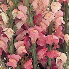 Левовий зів - POTOMAC® F1 PINK Gr 3,4, 100 шт, PanAmerican