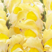 Львиный зев - SOLSTICE F1 YELLOW