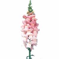 Левовий зів Admiral Pink 250 шт, Sakata