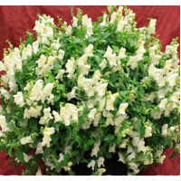 Левовий зів Candy Showers®:  White, 10 шт, Sakata
