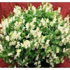 Левовий зів Candy Showers®:  White, 10 шт, Sakata