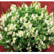 Левовий зів Candy Showers®:  White, 10 шт, Sakata
