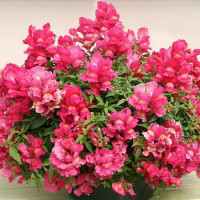 Левовий зів  Candy Showers®:  Rose, 10 шт, Sakata
