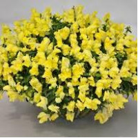 Левовий зів  Candy Showers®: Yellow, 10  шт, Sakata