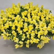 Левовий зів  Candy Showers®: Yellow, 10  шт, Sakata