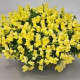 Левовий зів  Candy Showers®: Yellow, 250 шт, Sakata