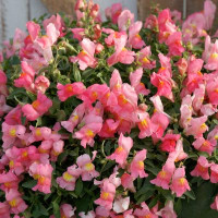 Левиний зев  Candy Showers®:  Pink, 10 шт, Sakata